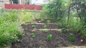 A vegetable garden created during my time with ICDI at the House of Hospitality