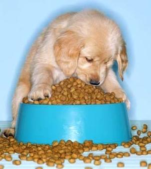 pet_food.JPG