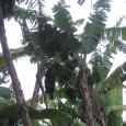 Yes, your read the title correctly, in Tanzania they make beer out of bananas. Bananas are the main crop of Tanzania and they use them in just about everything.   Not...