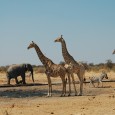 One of the many things that I have learned while being here in Namibia is realizing how skewed my perceptions of Africa were and how people at home still have...