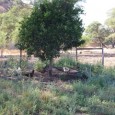 GreenSpot For one of our last development classes we went to GreenSpot organic farm in Okahandja. Manjo Smith, who runs the farm, gave us a thorough tour of the property before...