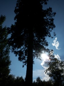 A sequoia tree (originally from California) found in the forest in Schönbuch park