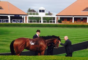 One of the horses being paraded at Rowley Mile