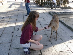The deer are always looking for special deer biscuits, called shika senbei, and will approach people.