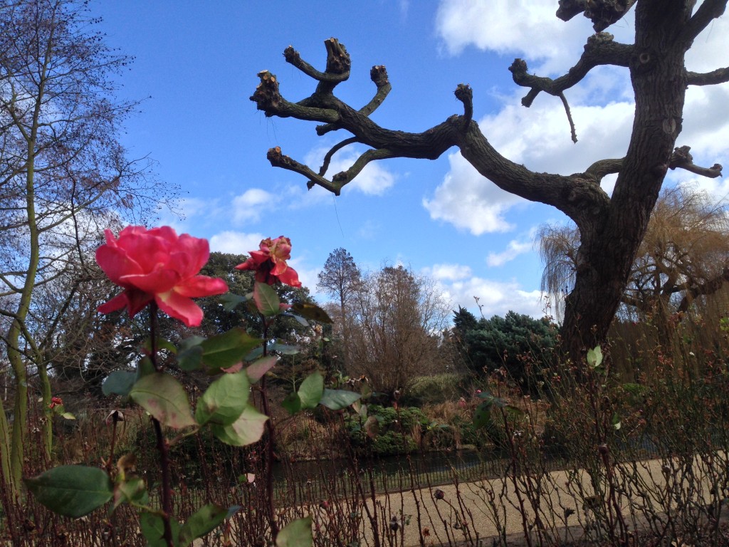 I found one rose in the entire garden in early March! - Queen Mary's Gardens