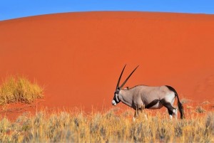 Namib Desert ft. an Oryx