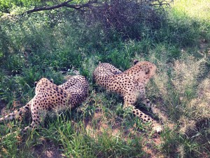 Up close and personal with some cheetahs