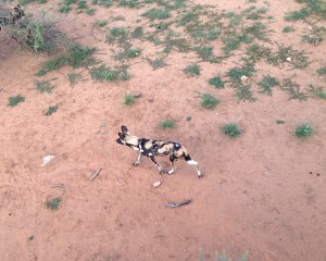Wild dogs are skilled hunters who have many parallels to hyenas. They are also very loud and obnoxious.
