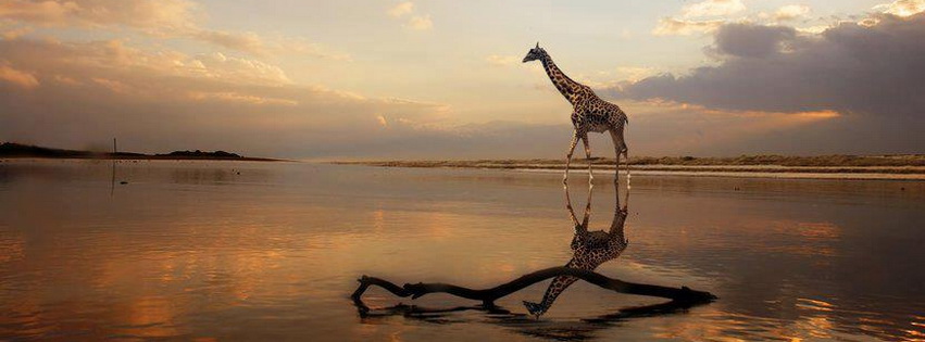 How to Put a Giraffe into a Refrigerator? – CAPS Fellows Blog